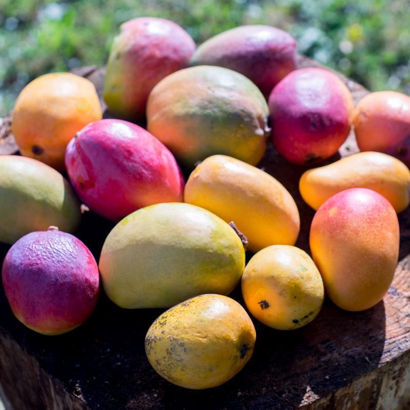 Mango Box Mix