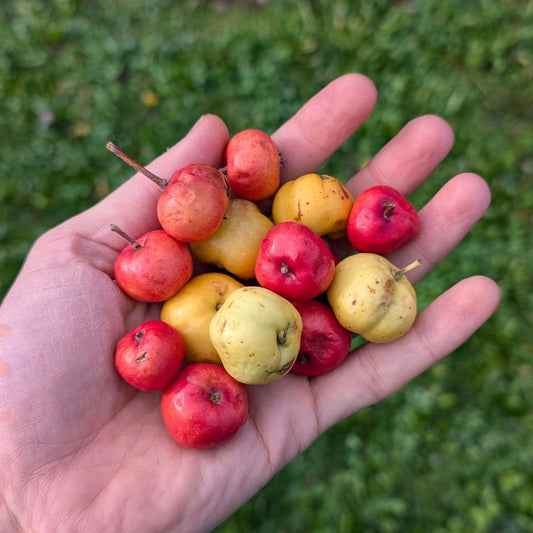 Acerola Cherry