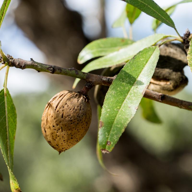 Almond in shell Ferragnes