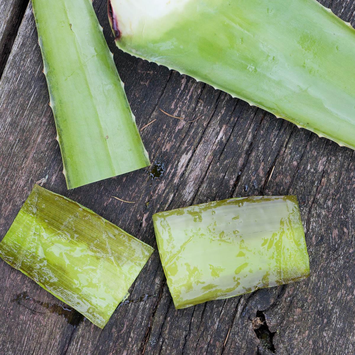 Aloe vera fresh leaf