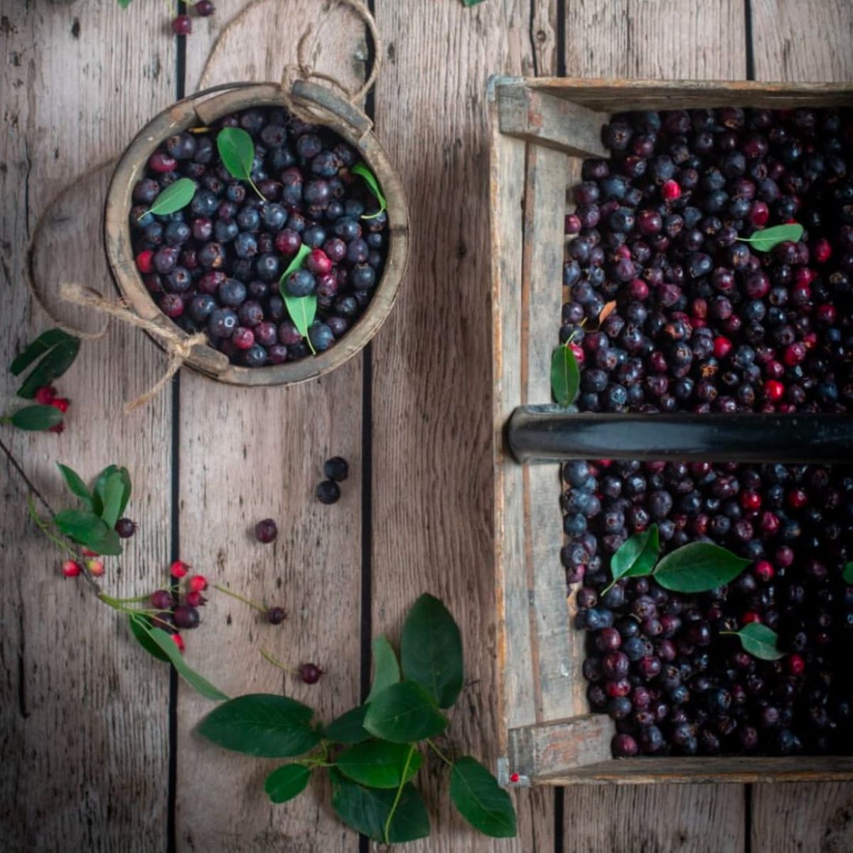 Duo of large-fruited Juneberries Honeywood & Thiessen