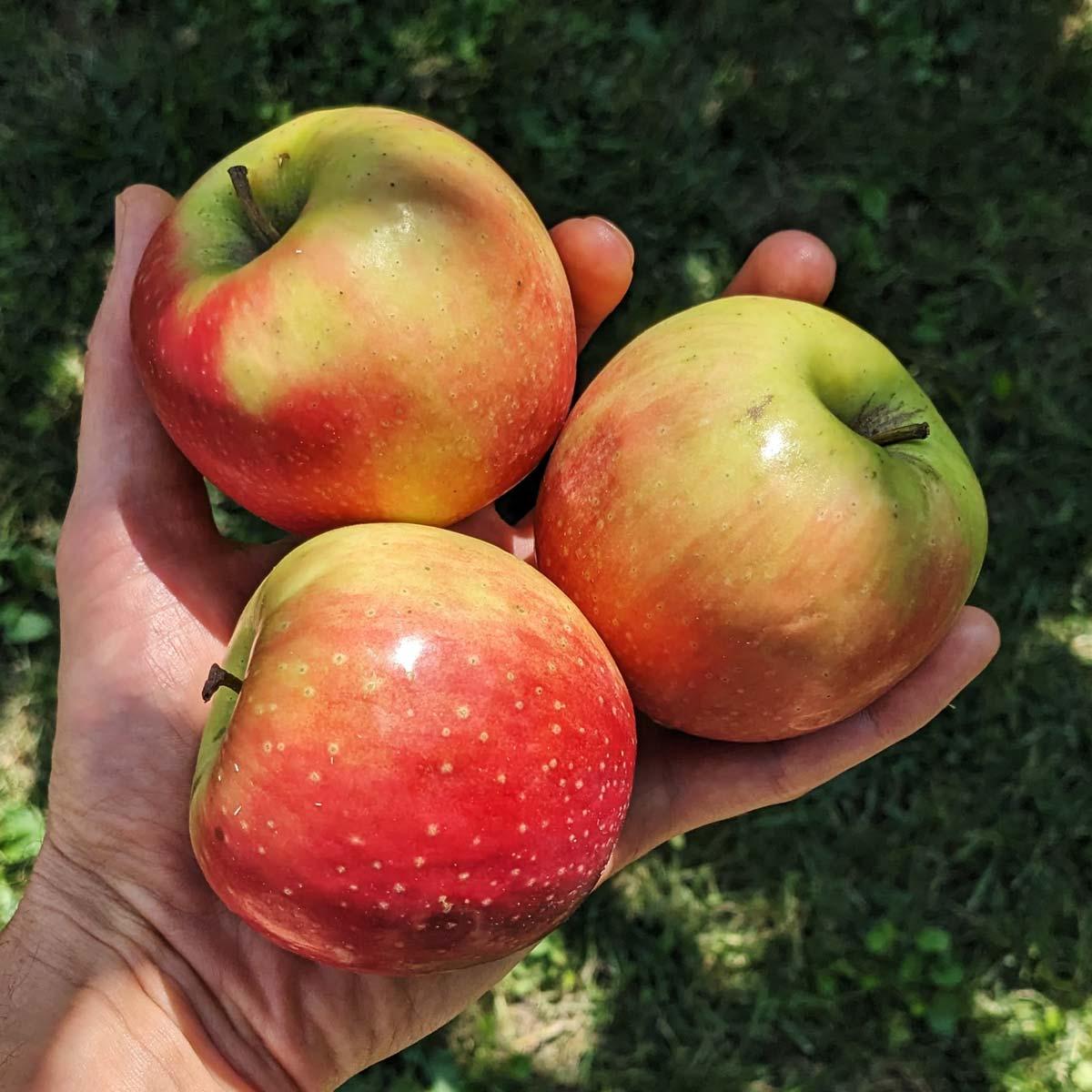 Pomme Cripps Red