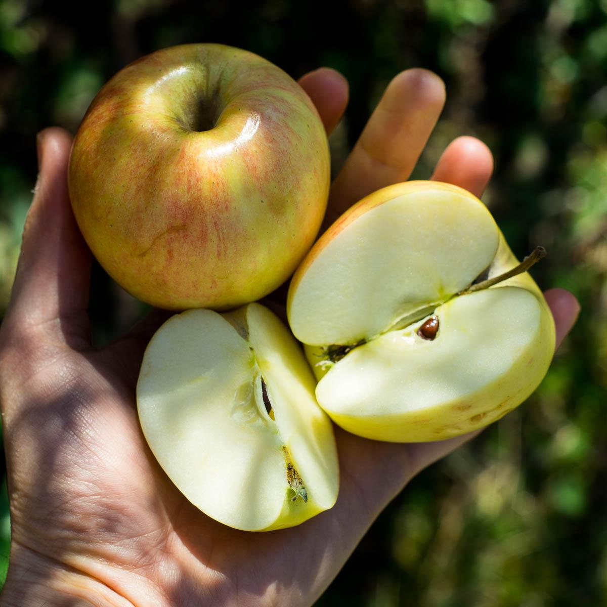 Apfel Gala
