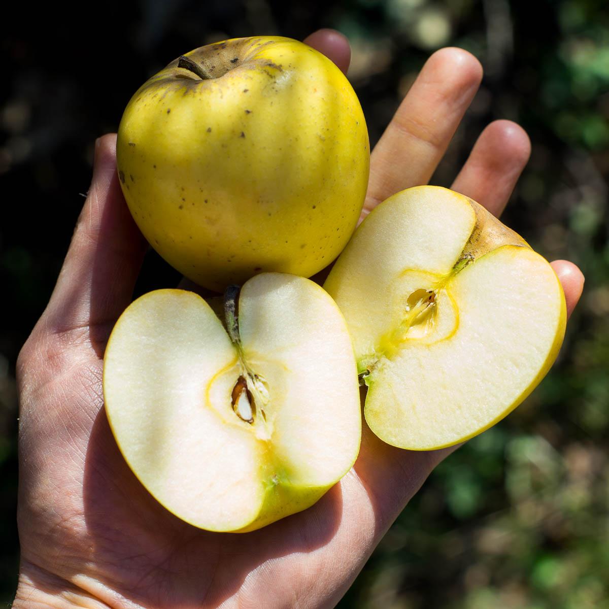 Apple Opal