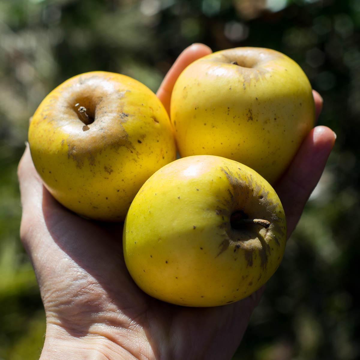 Apple Opal