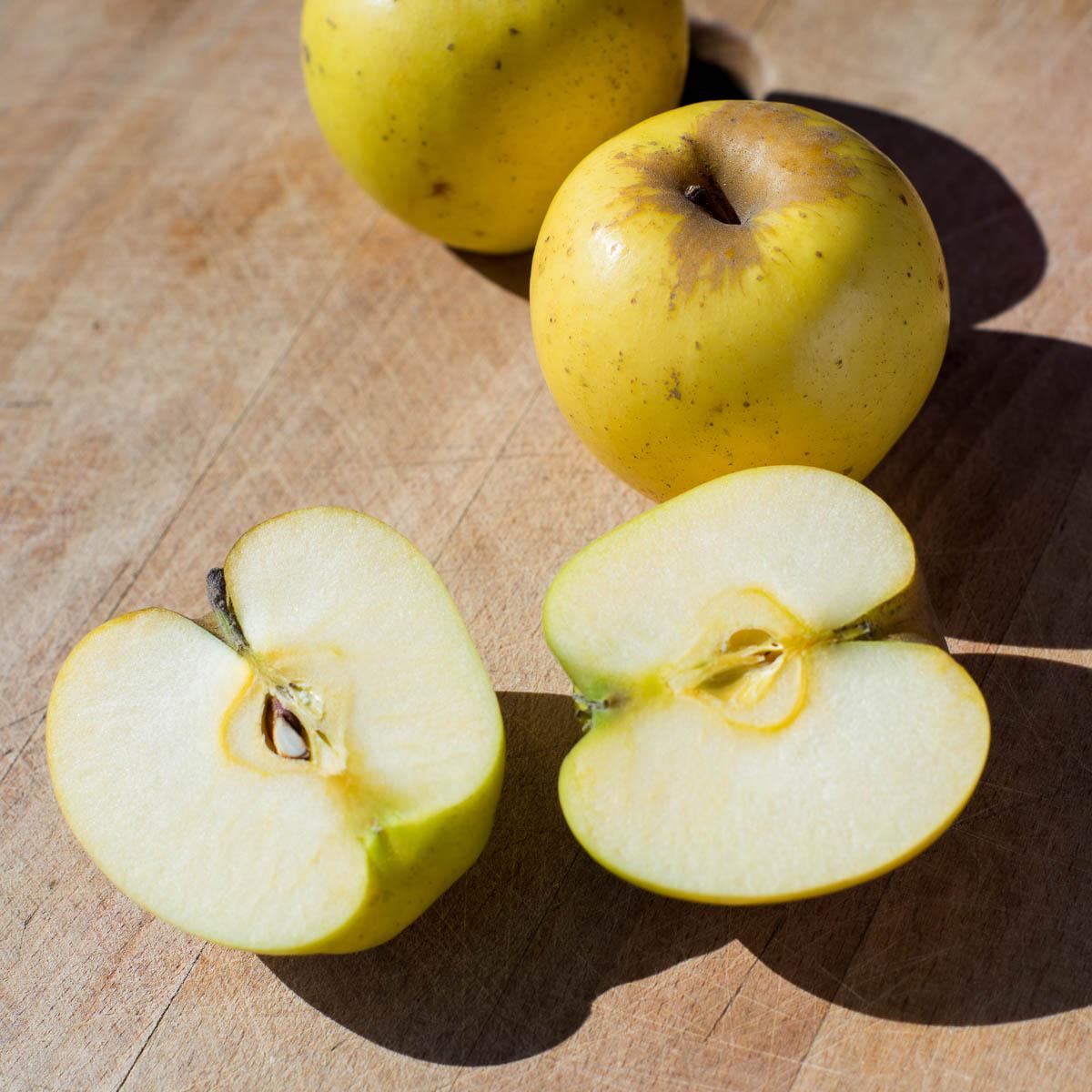Apple Opal