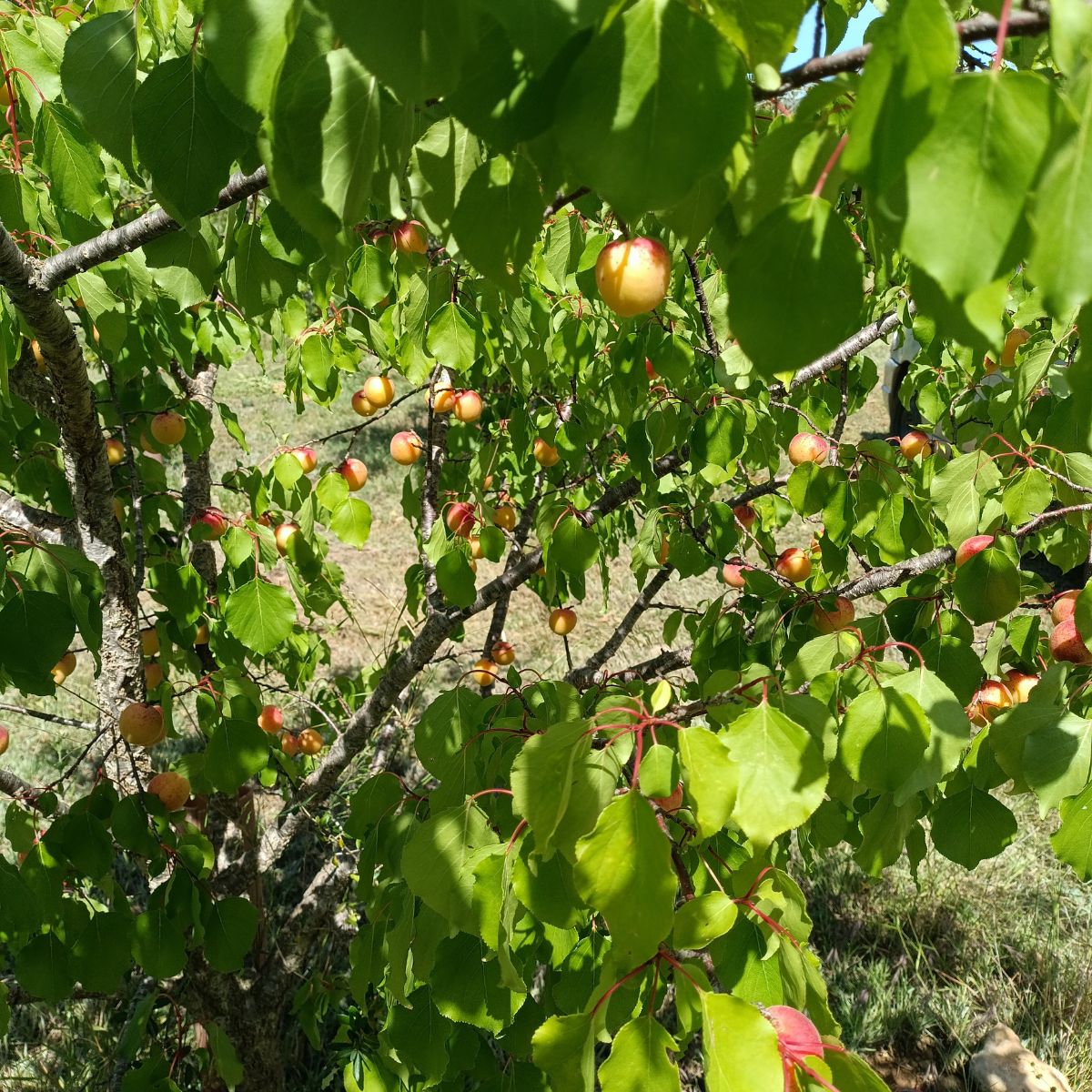 Aprikose Azucarillo