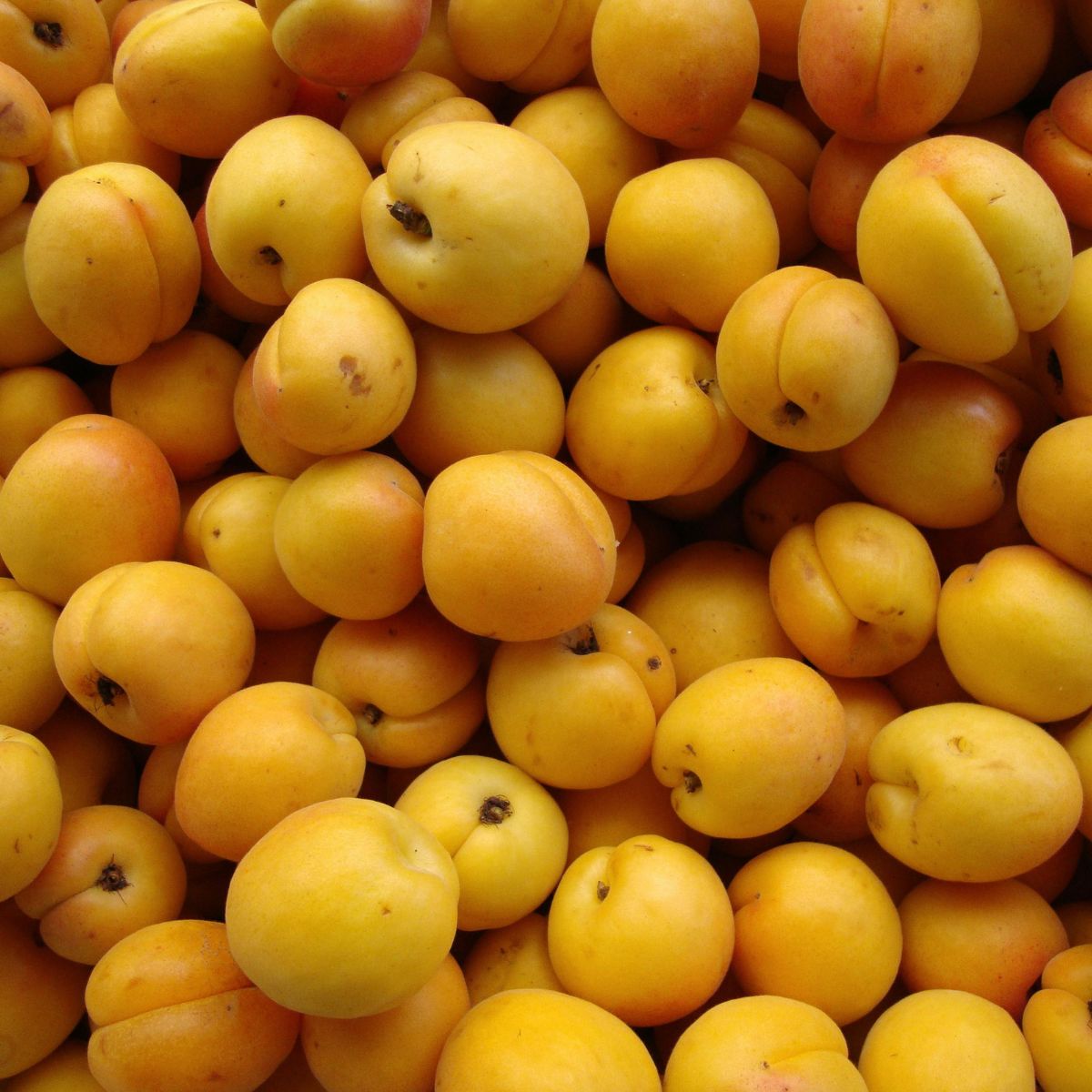 Apricot White