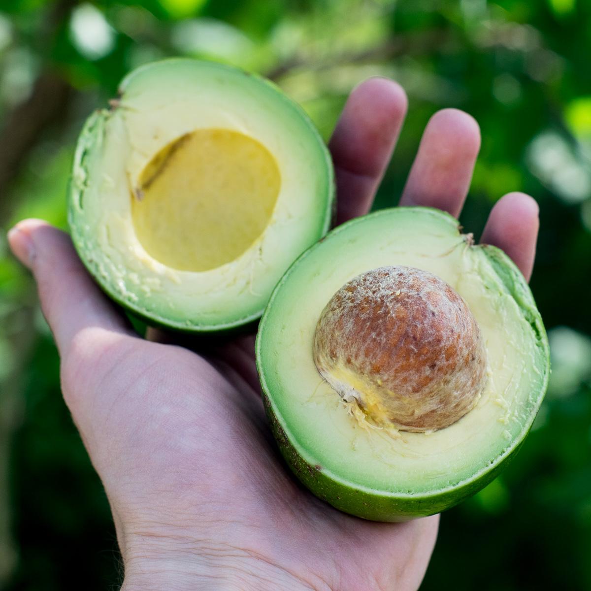 Avocado Antillano
