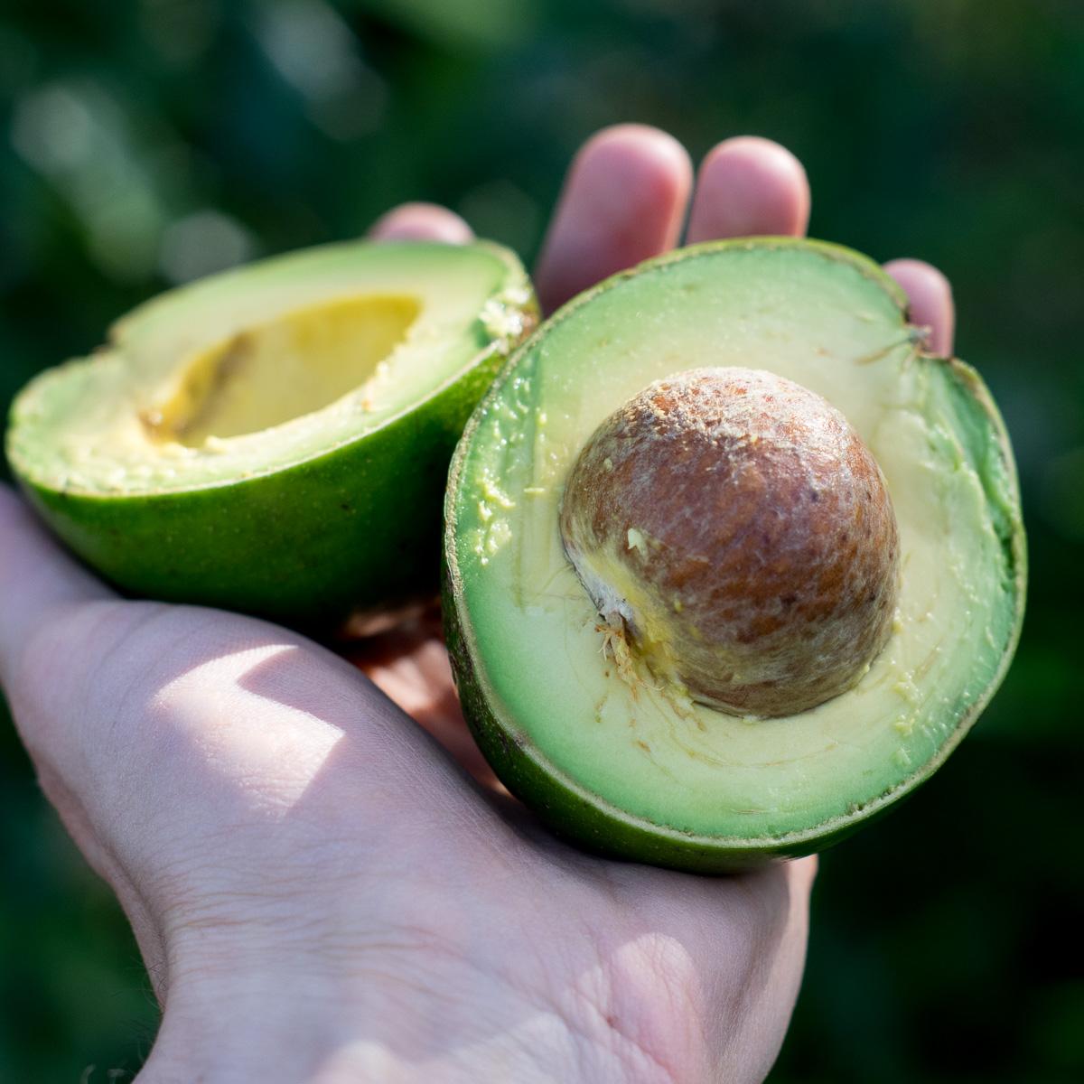 Avocado Californiano