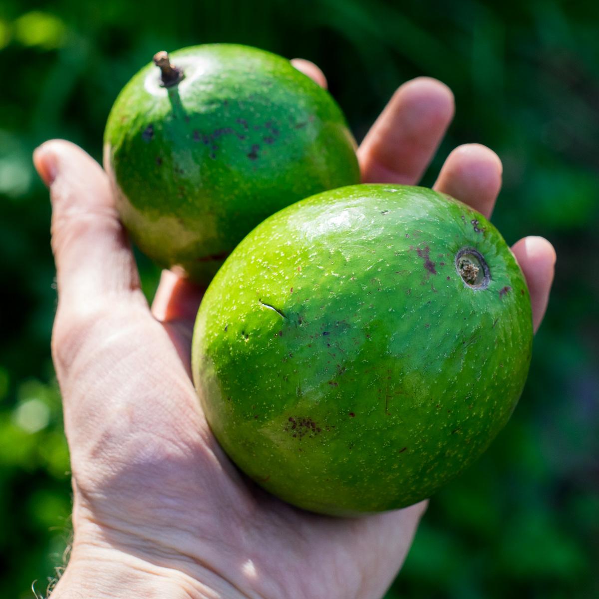 Avocado Californiano