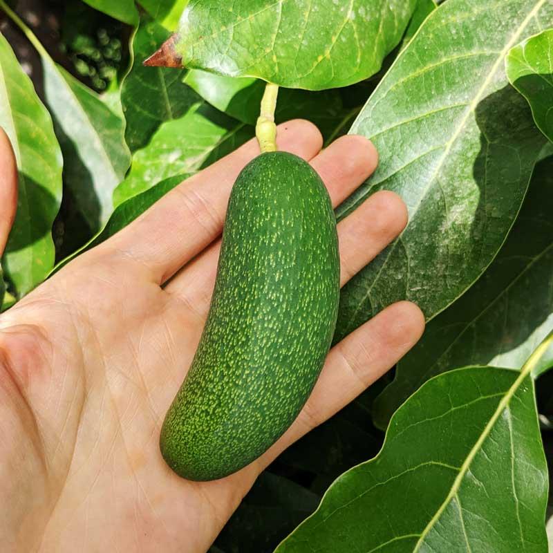 Avocado Cocktail Bacon