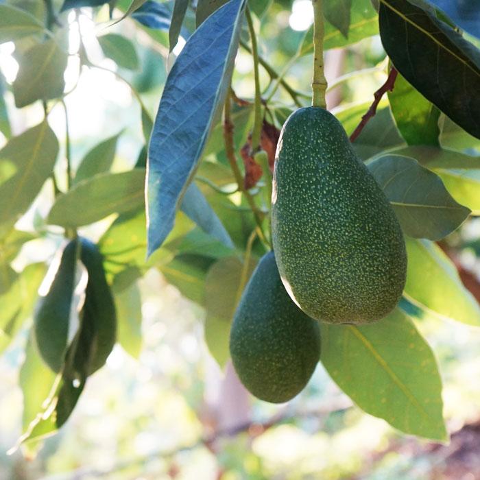 Avocado Fuerte