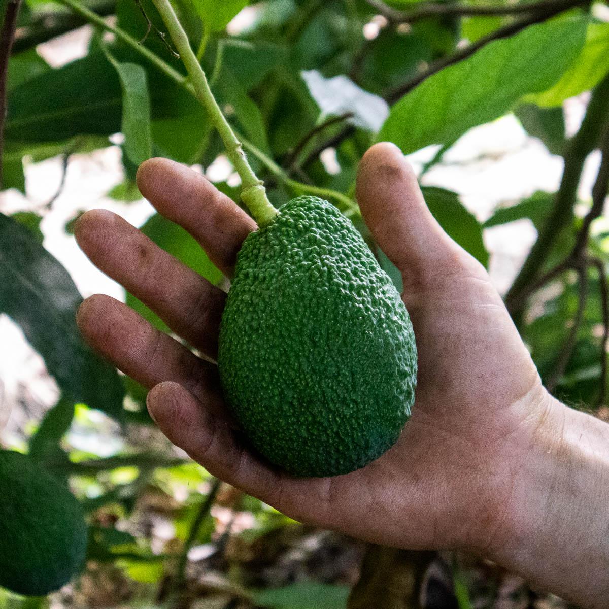 Avocado Hass