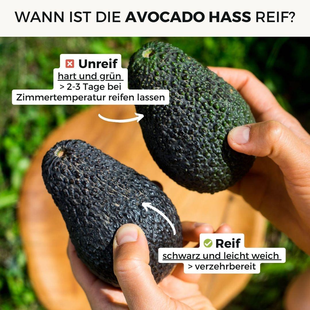 Avocado Hass