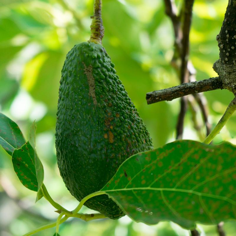 Avocado Pinkerton