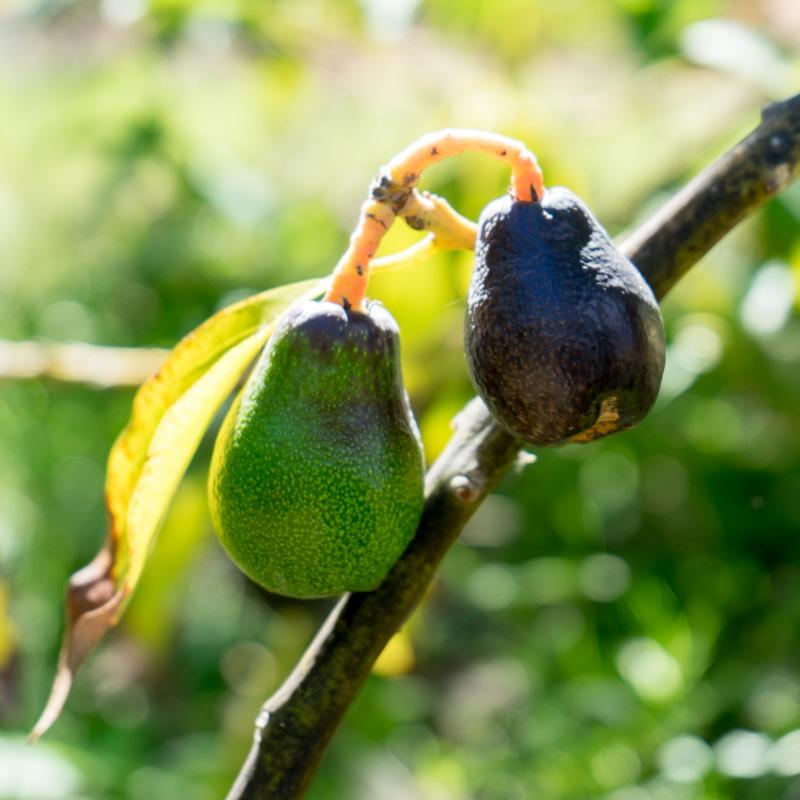Avocado Wild from Ricardo