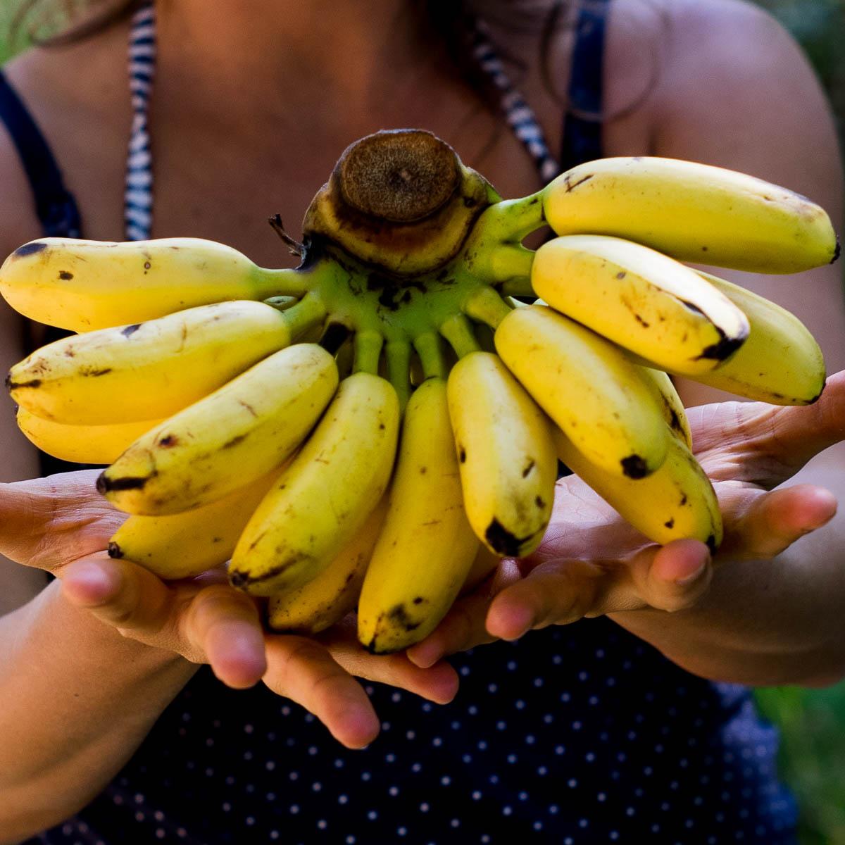 Banana Khai