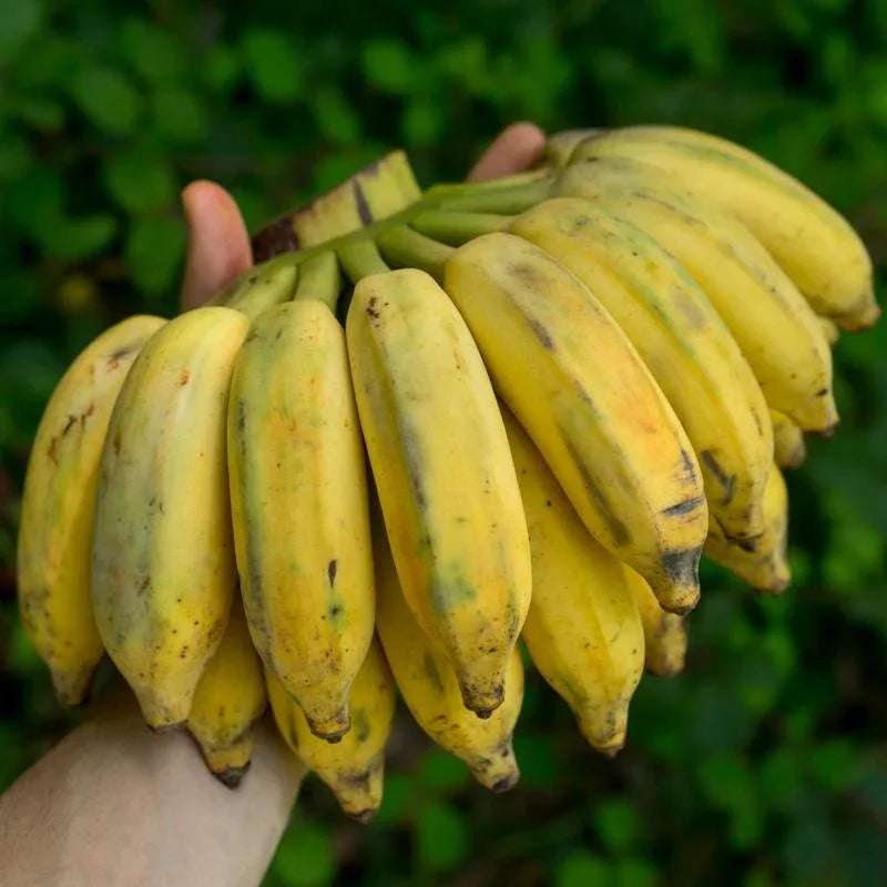 Banane Namwa