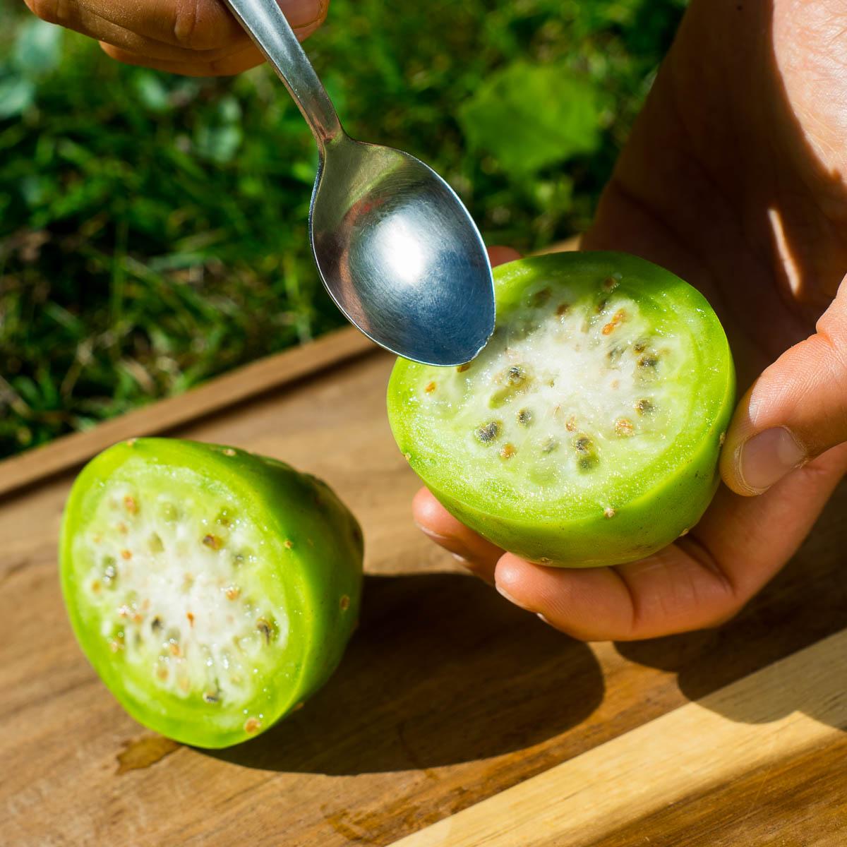 Barbary Fig (spikeless)