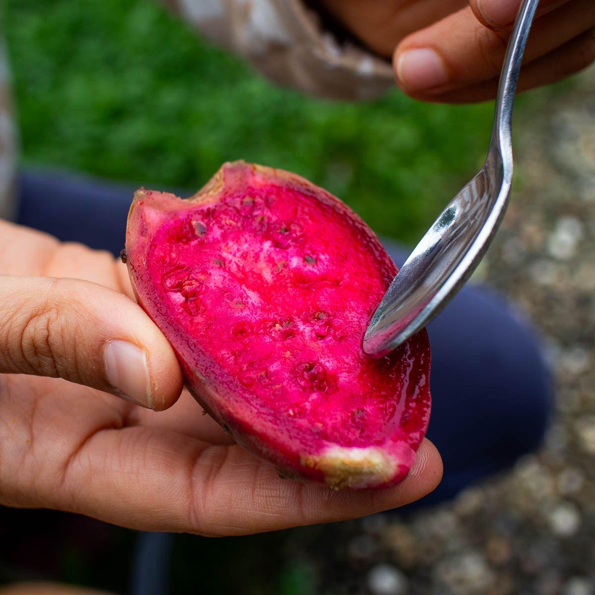 Barbary Fig