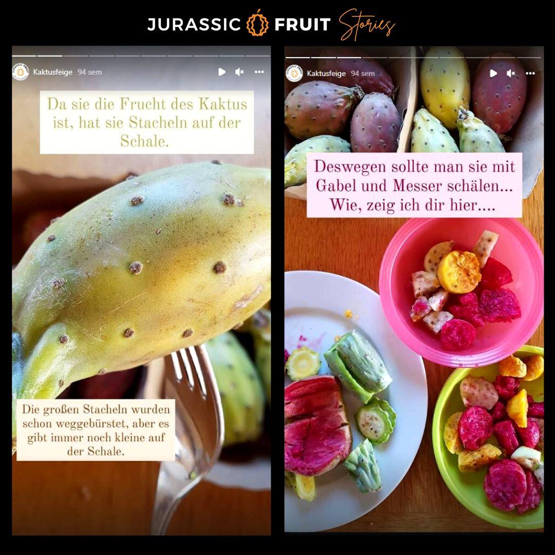 Barbary Fig