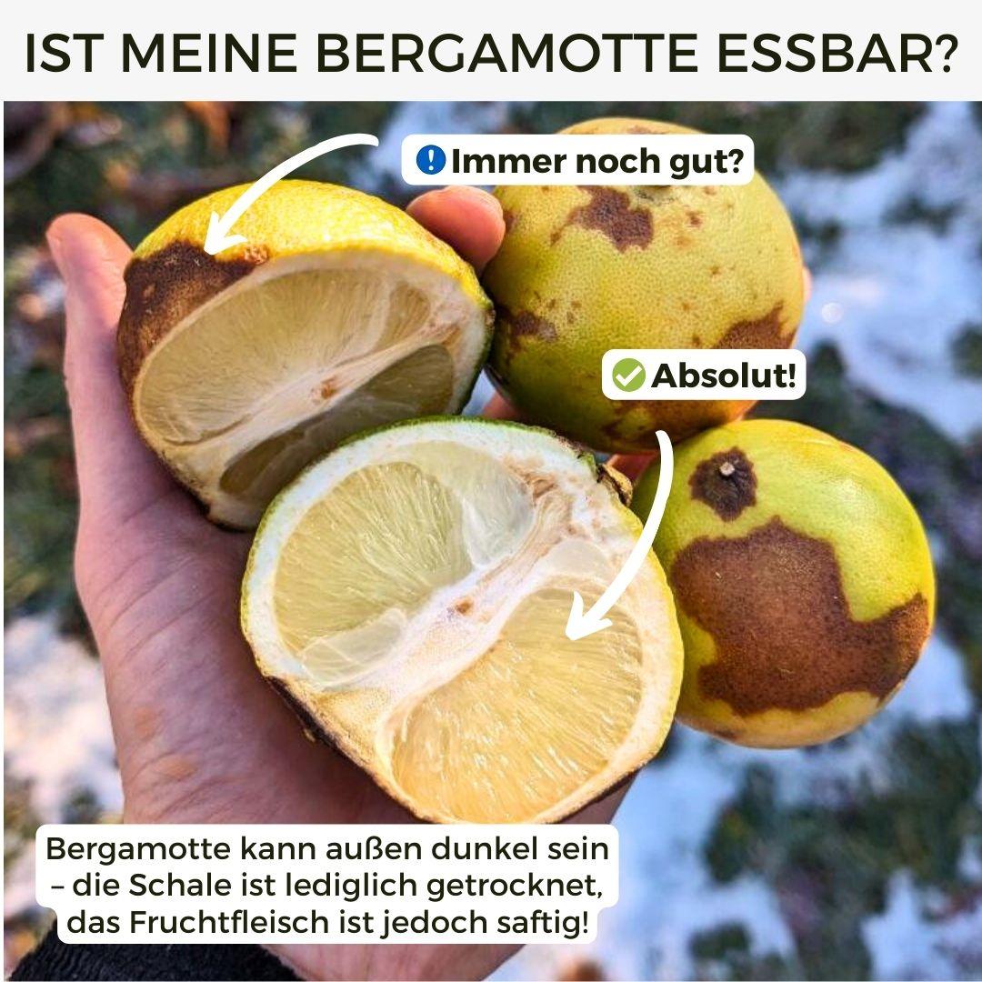 Bergamot orange