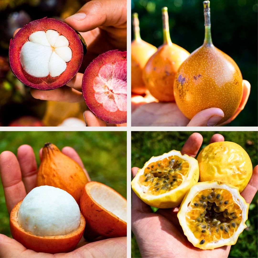 Box 4 kleine exquisite exotische Früchte