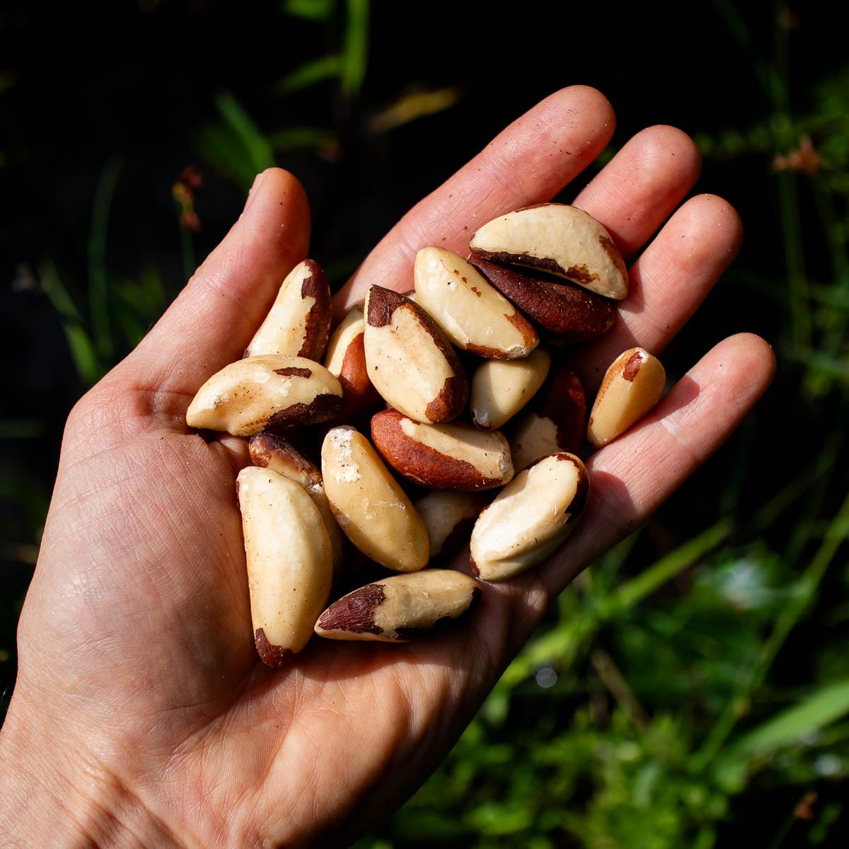 Brazil nut