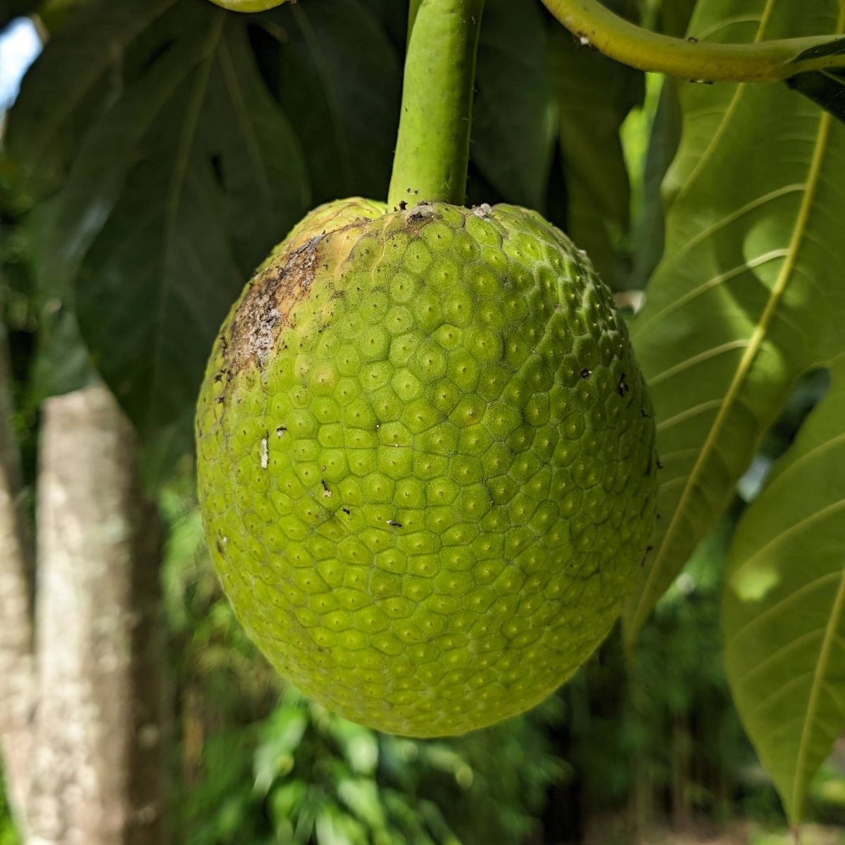 Fruit de l'arbre à pain