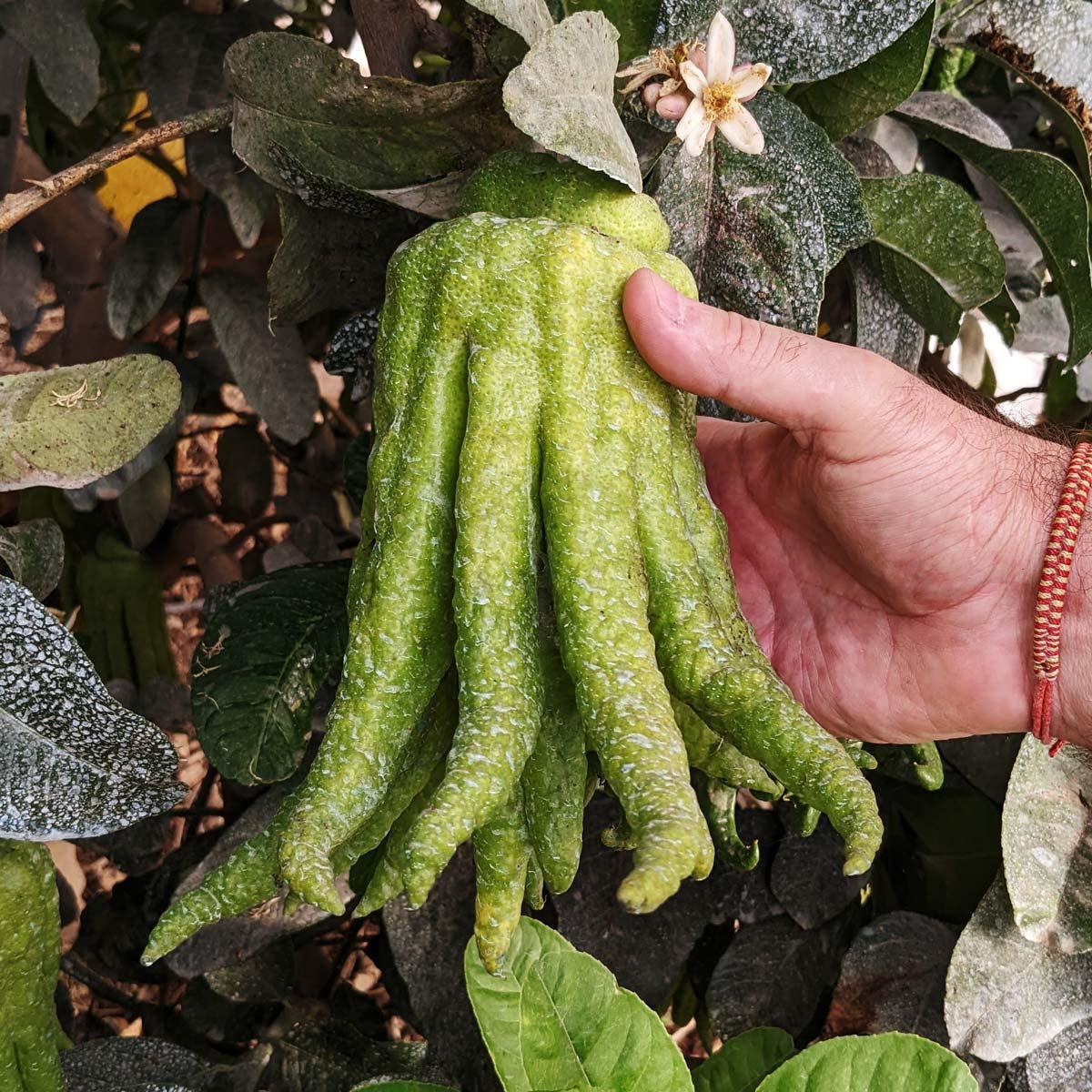 Buddhas Hand