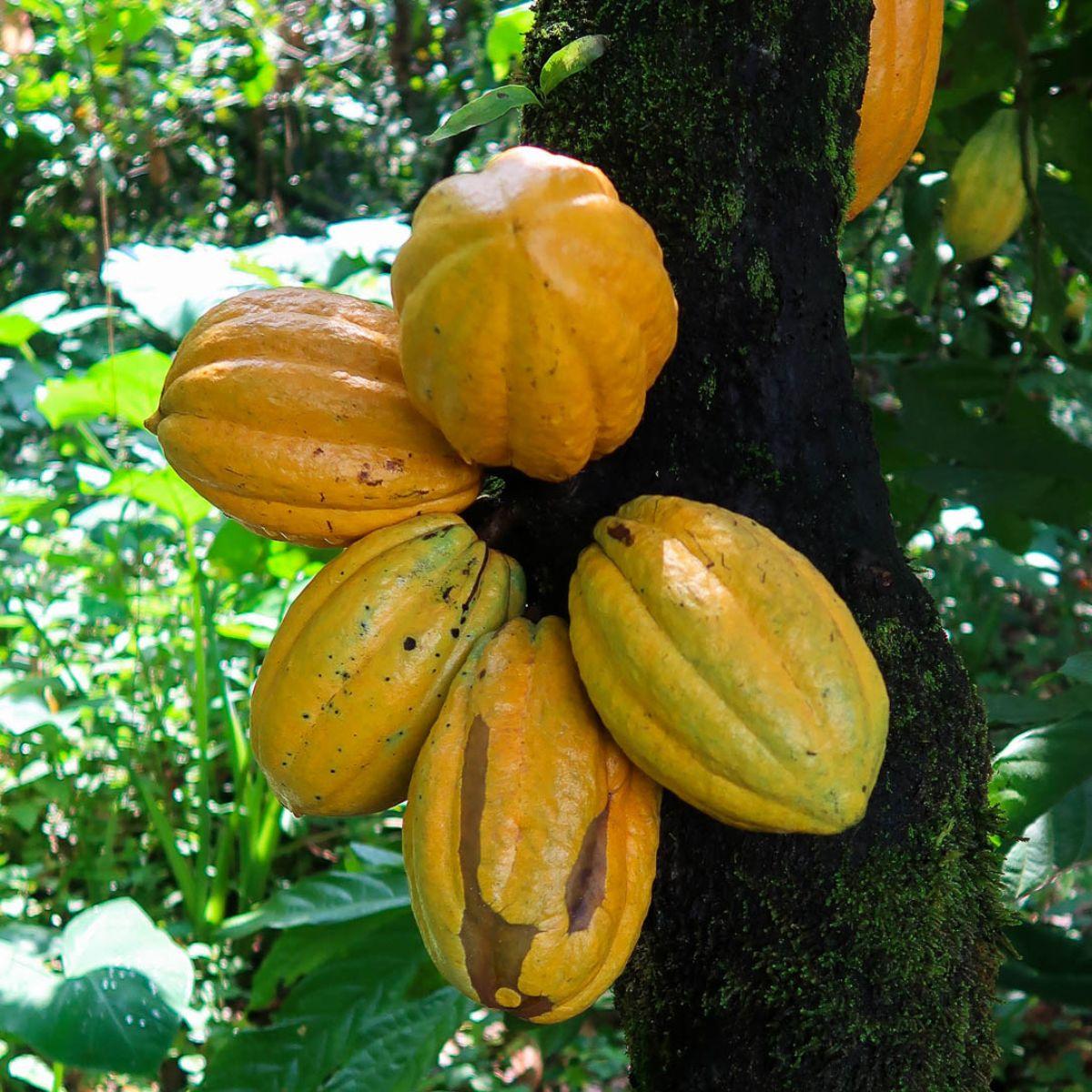 Cacao Beans (Cocoa) with pulp dried
