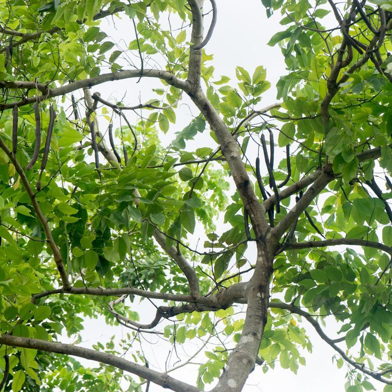 Cassia Fistula Stange