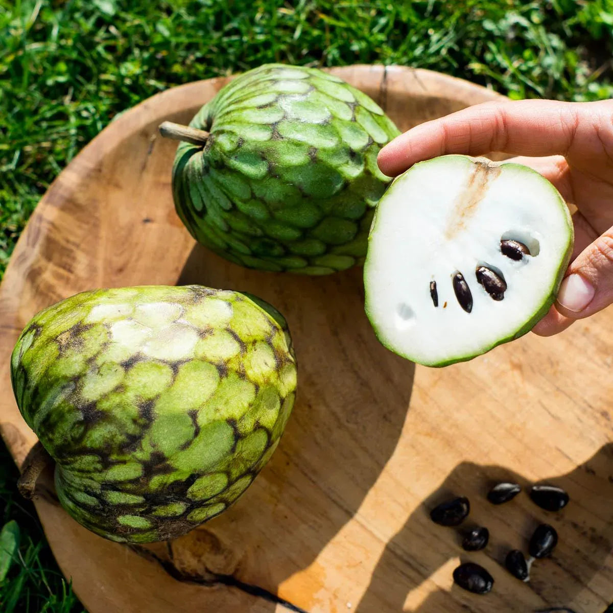 Cherimoya