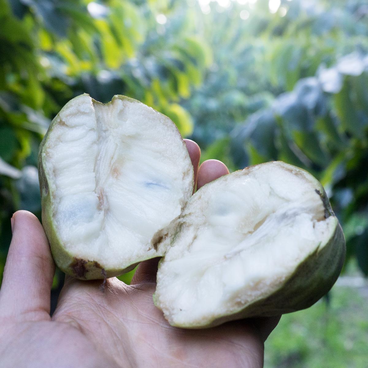 Chirimoya
