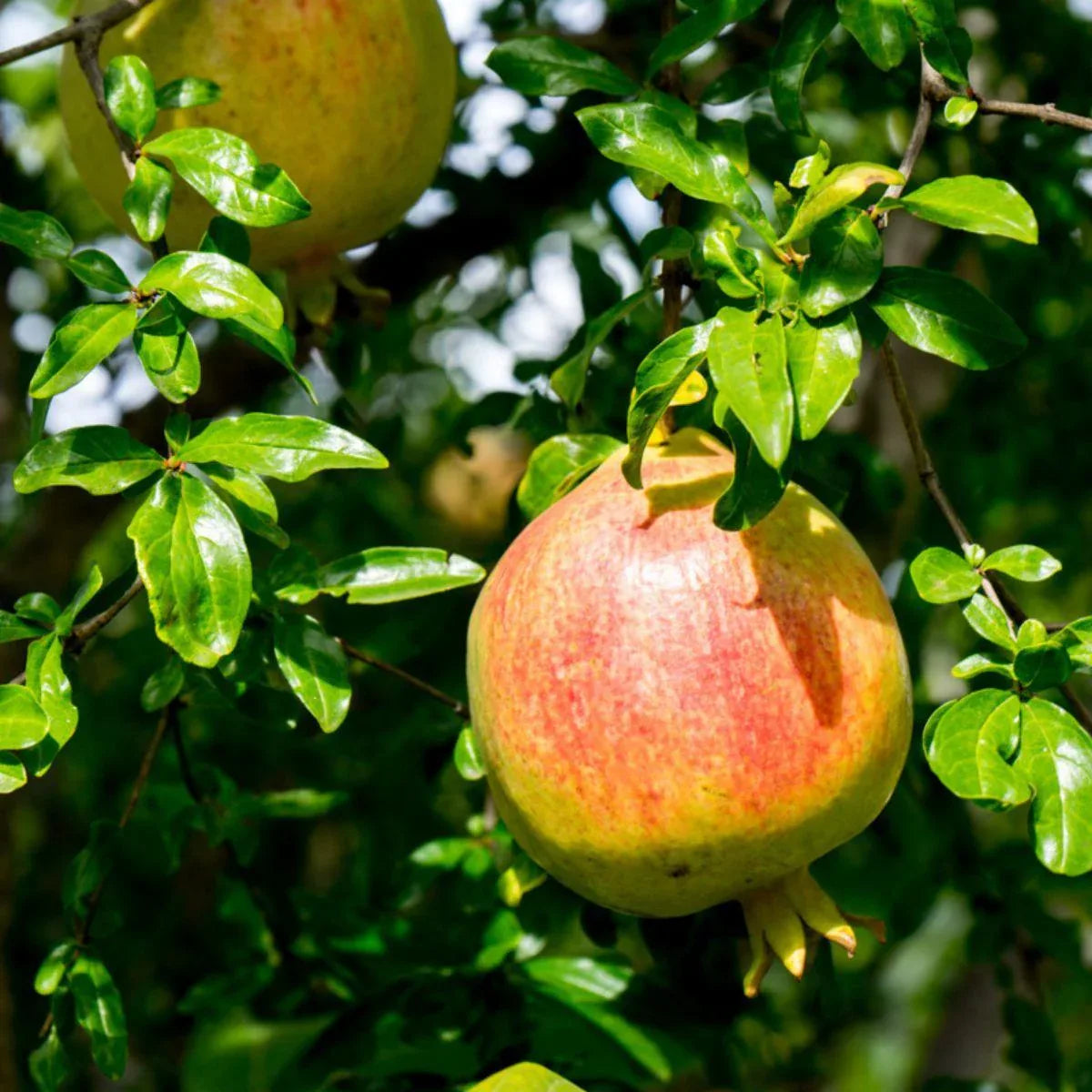Exotische Weihnachtsbox