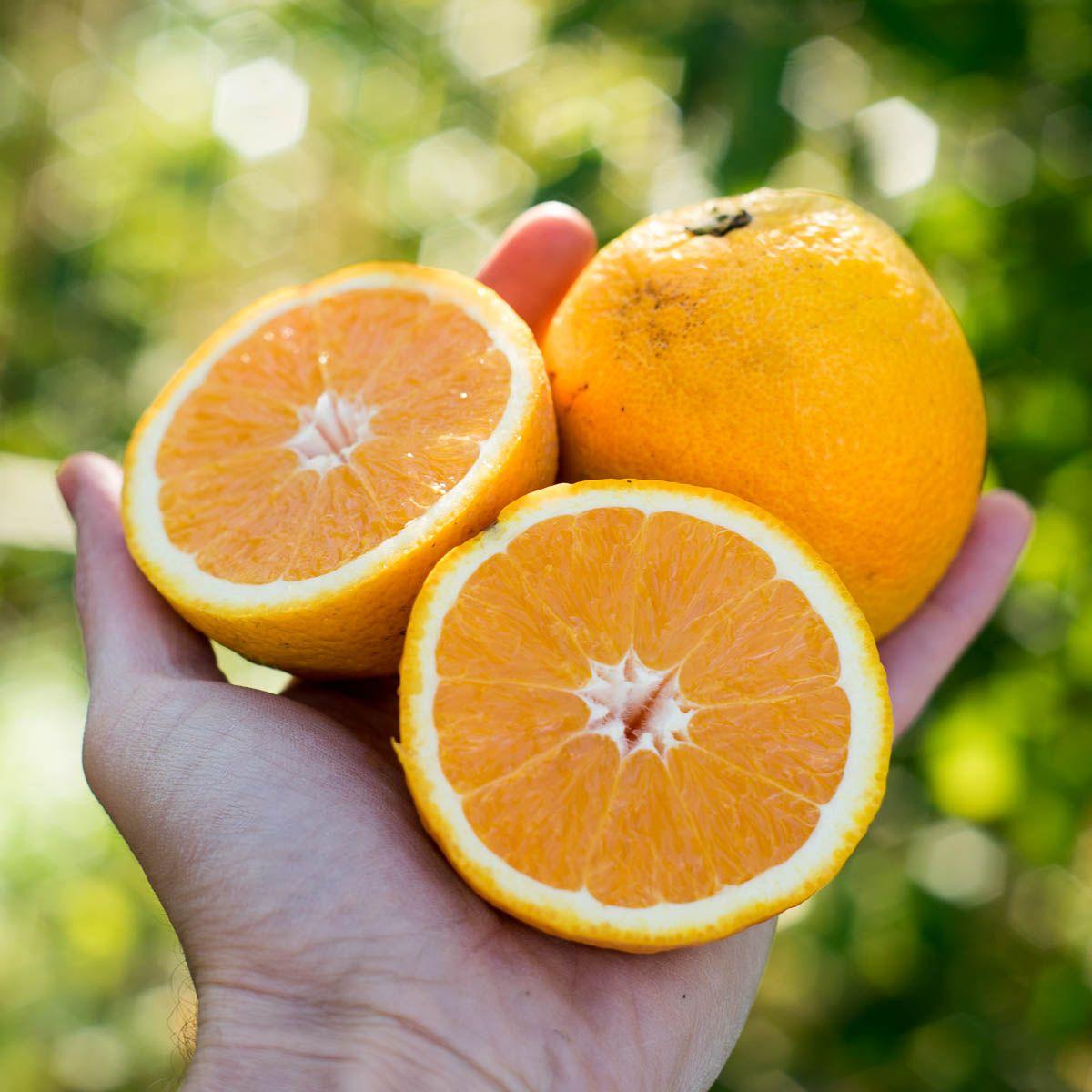 Citrus mixed varieties