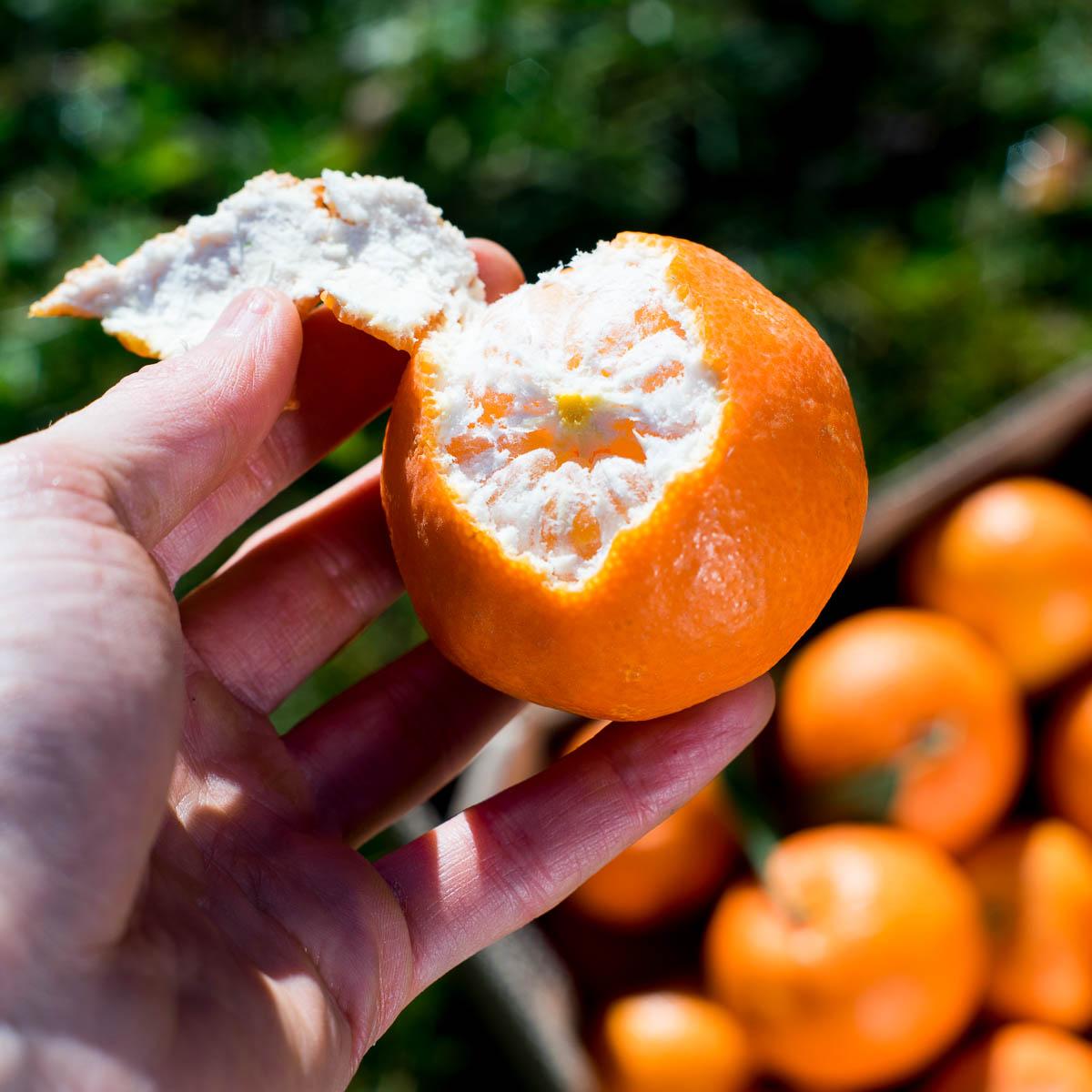 Clementine Clemenules