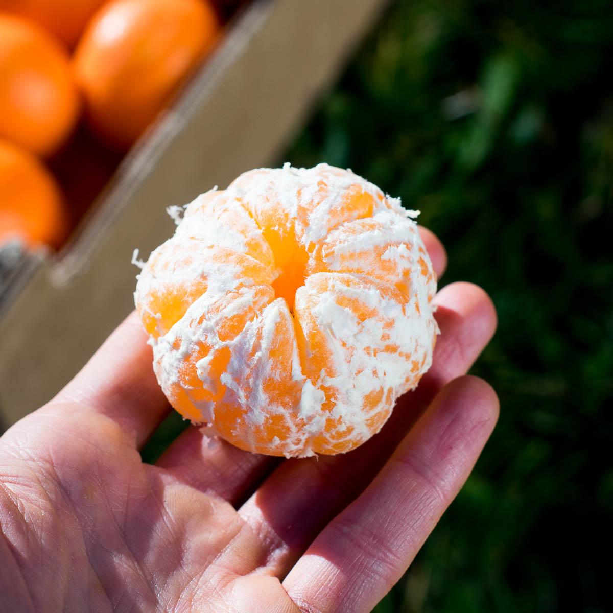 Clementine Clemenules