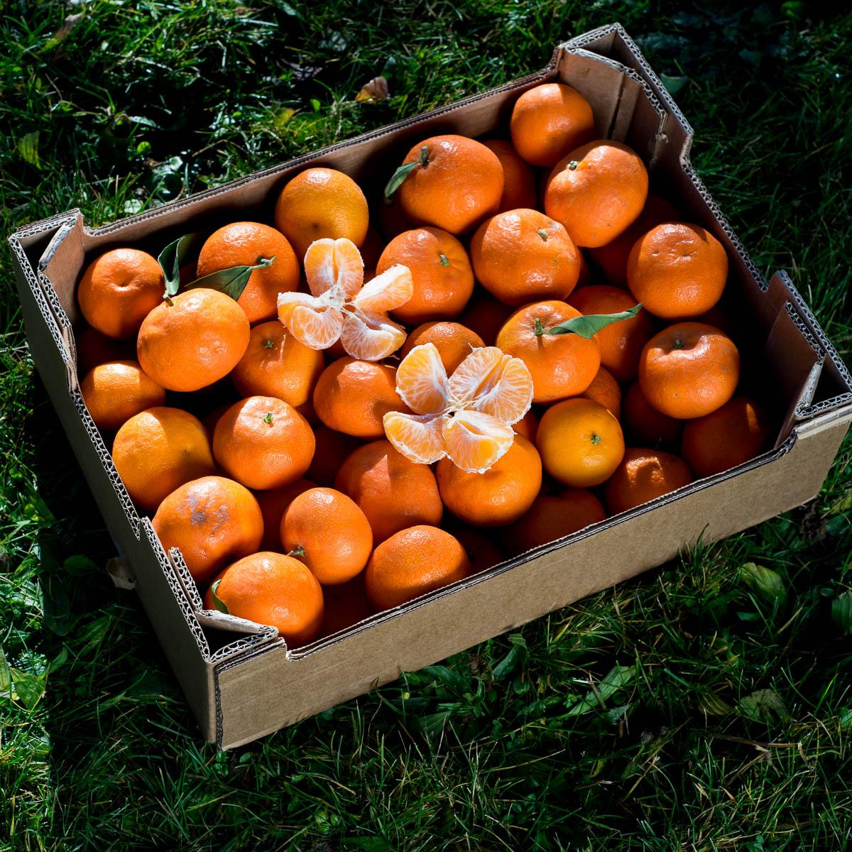Clementine