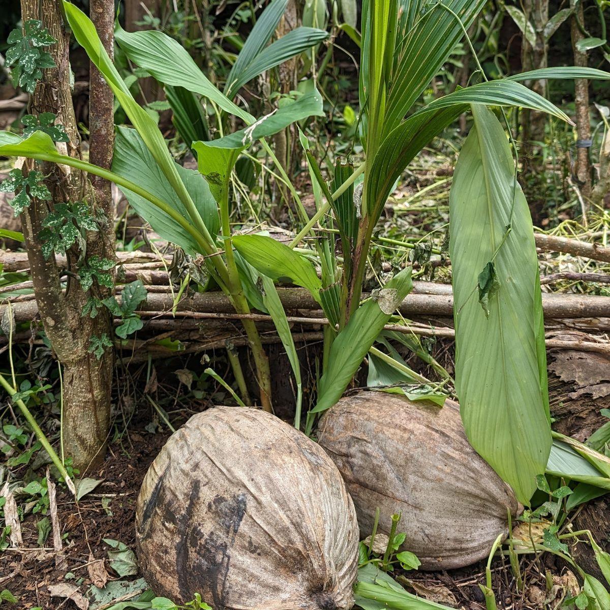 Coconut sprouted