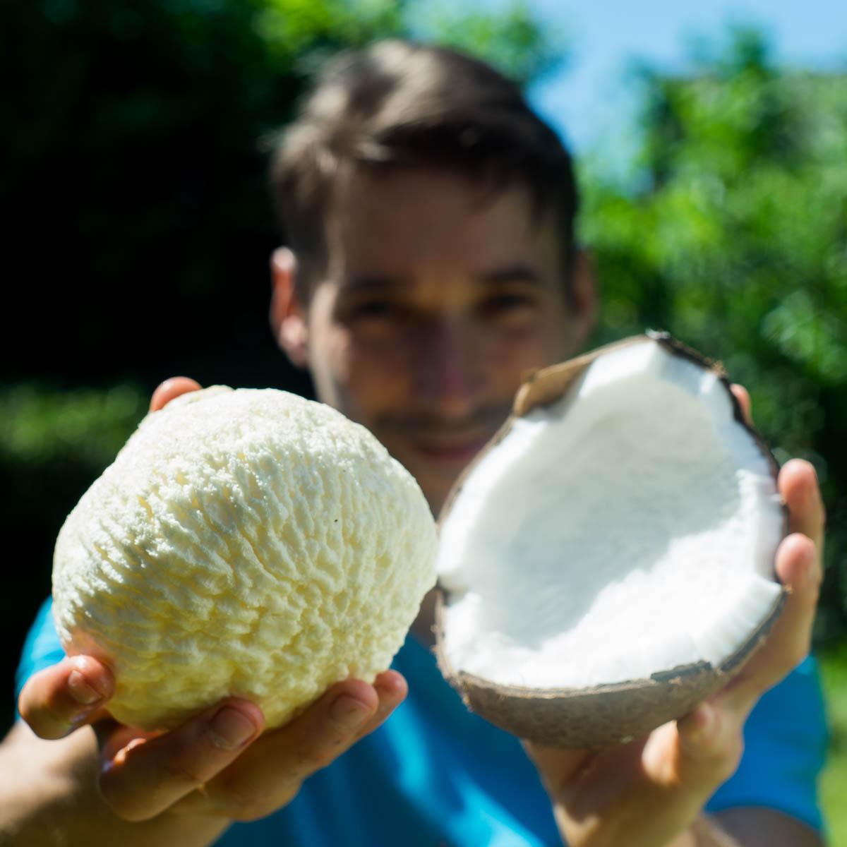 Coconut sprouted