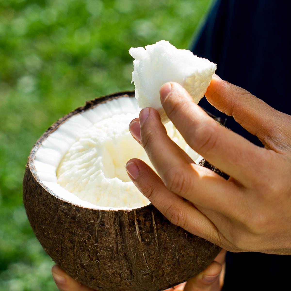 Coconut sprouted