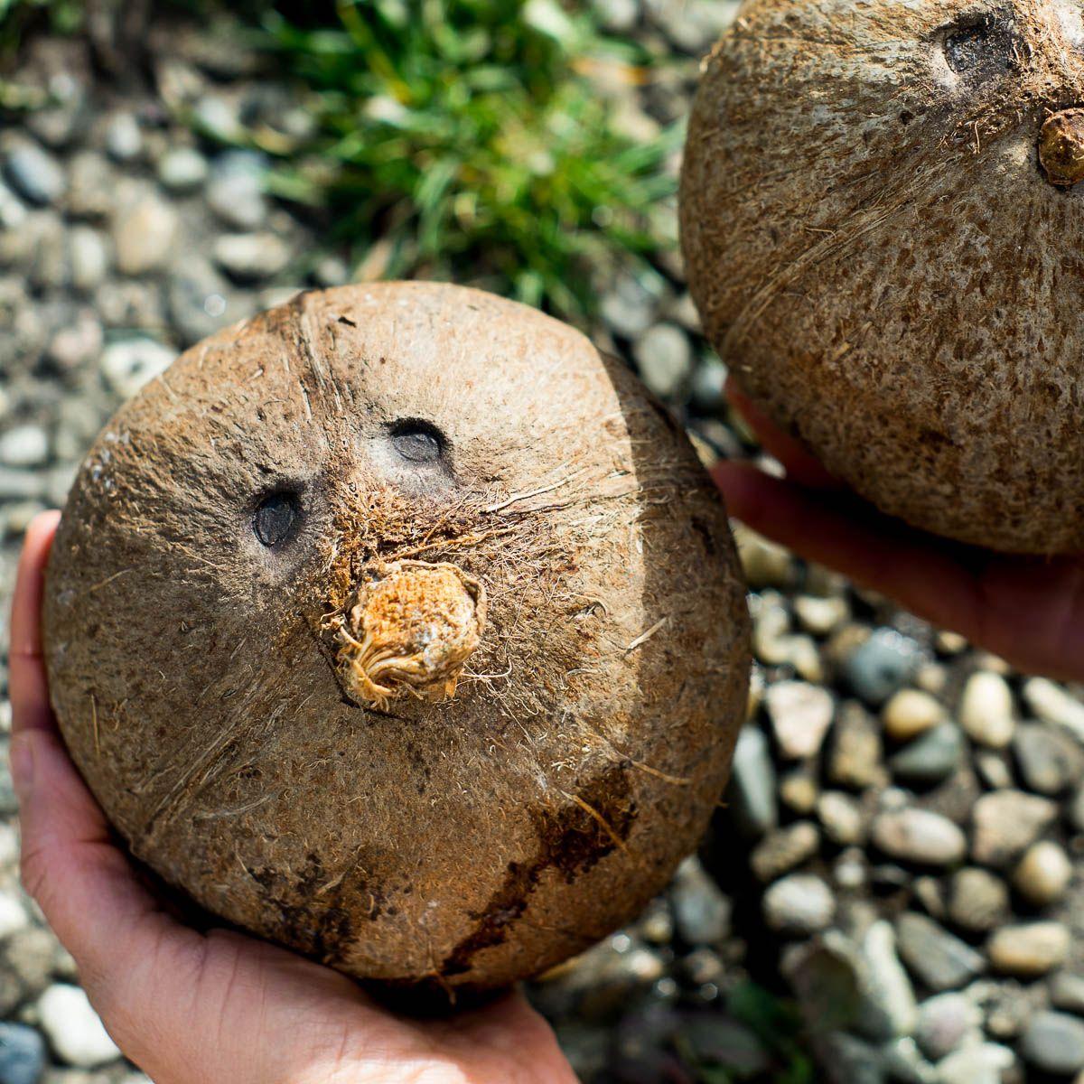 Coconut sprouted