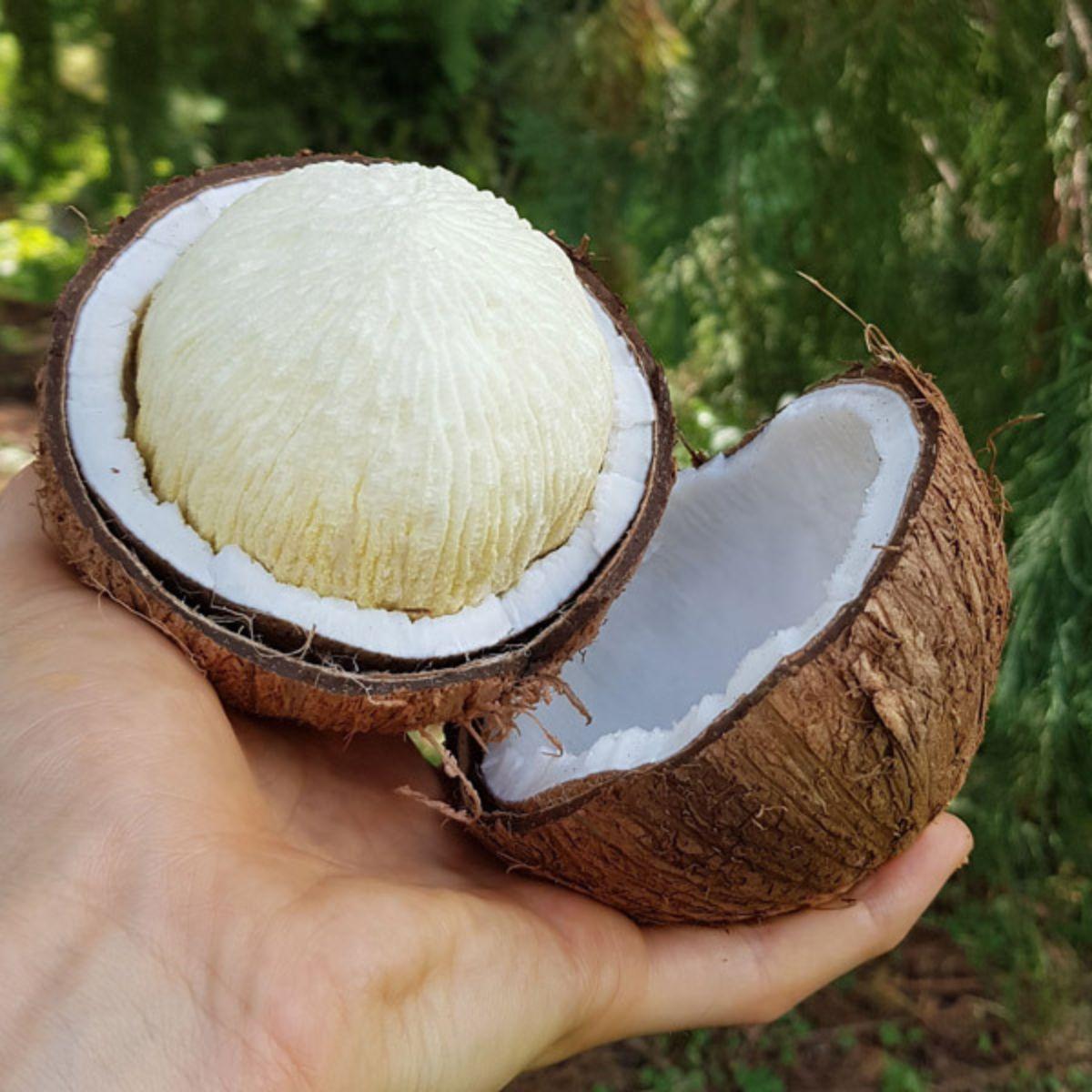Coconut sprouted
