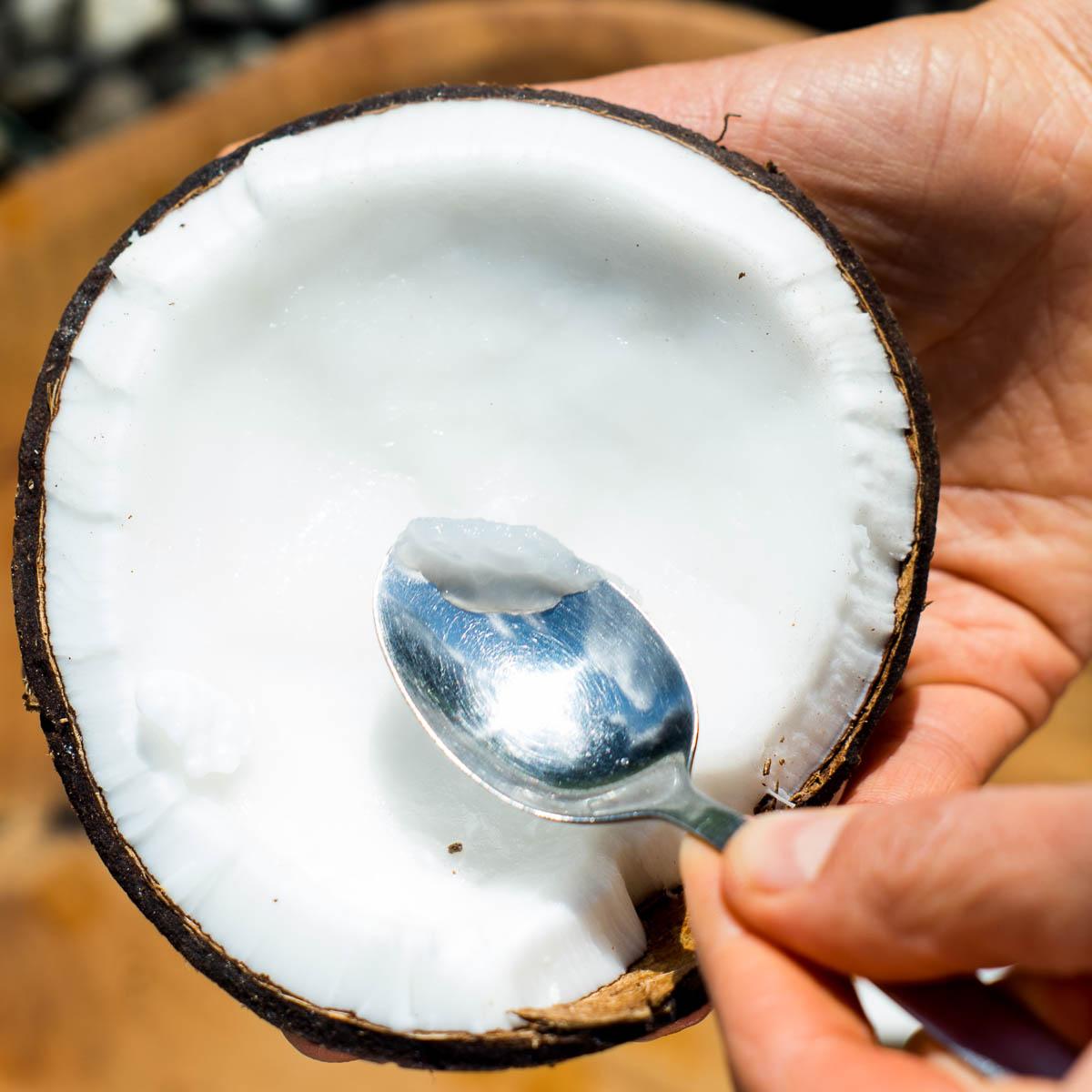 Coconut sprouted