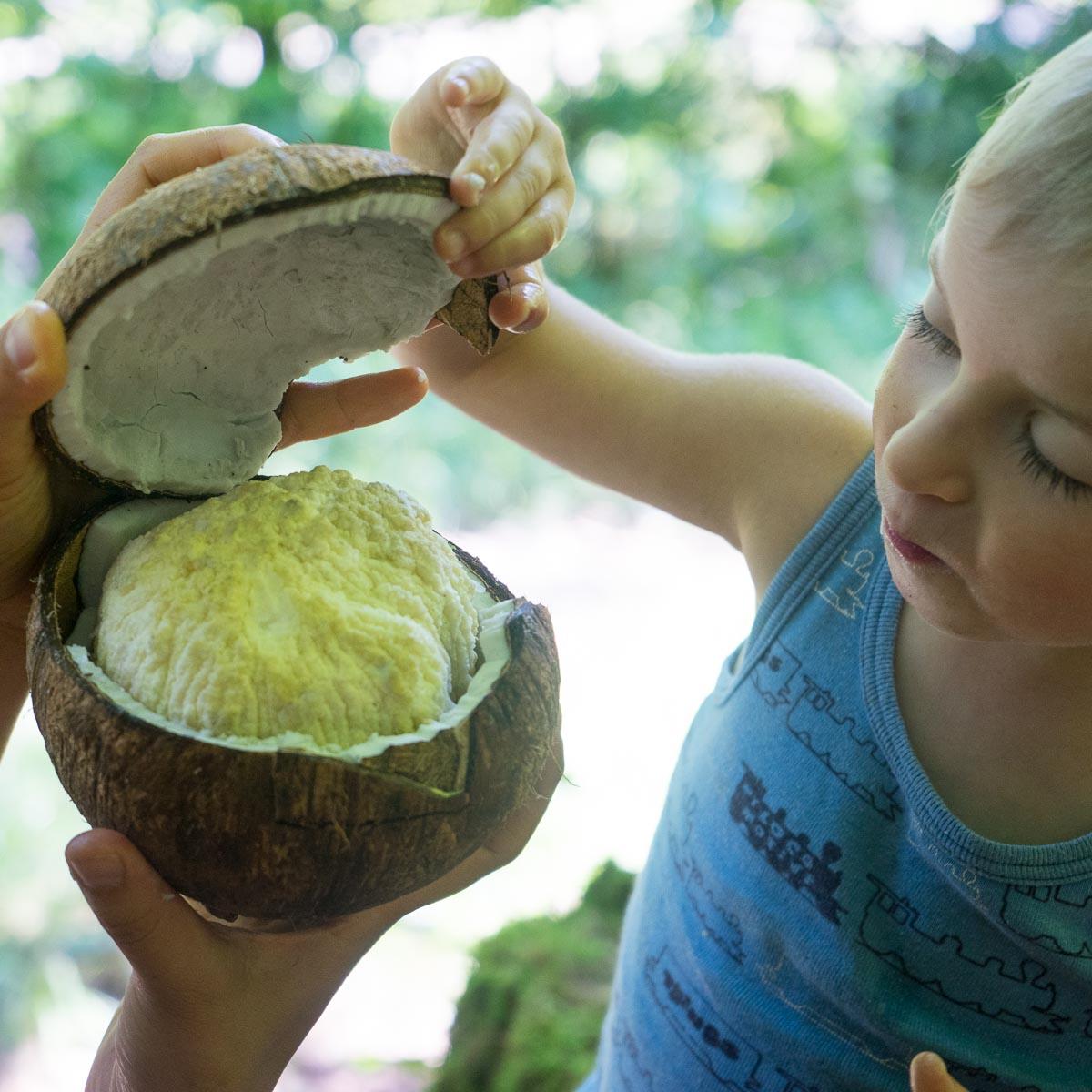 Coconut sprouted