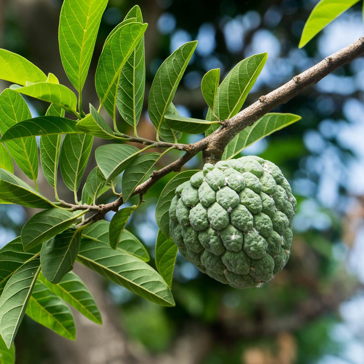 Custard Apple