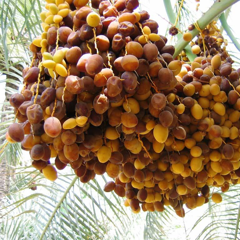 Date Barhi Gold Fresh and Juicy