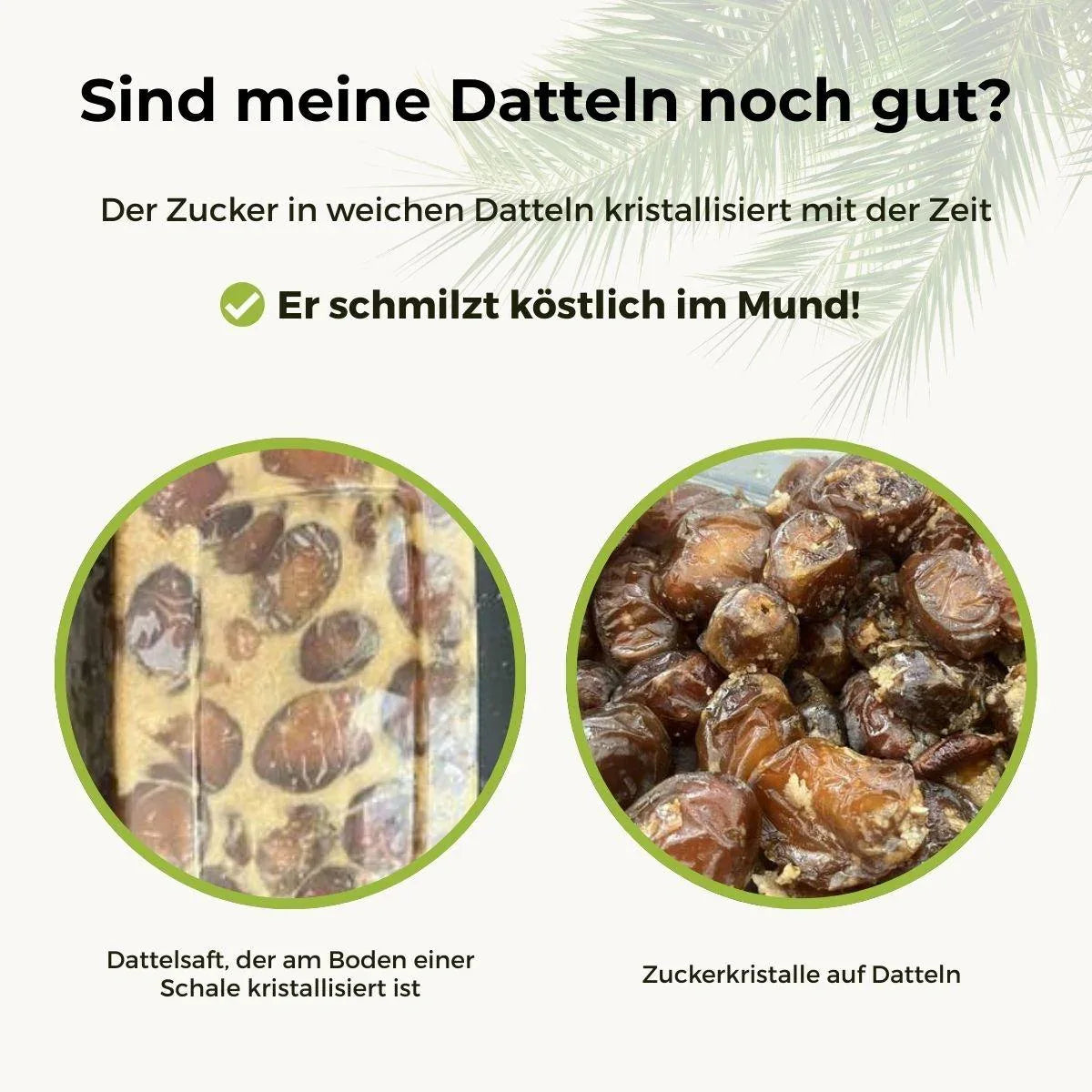 Dattel Barhi frisch und juicy